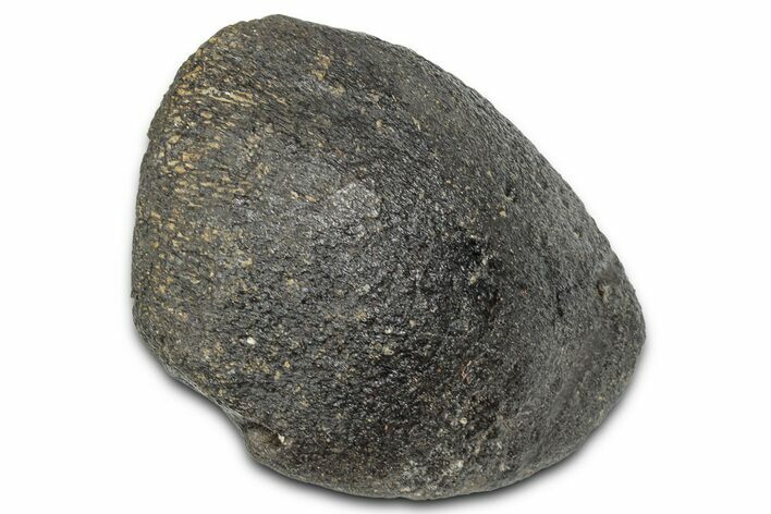 Hadrosaur (Hypacrosaurus?) Ungual (Claw) - Montana #335925